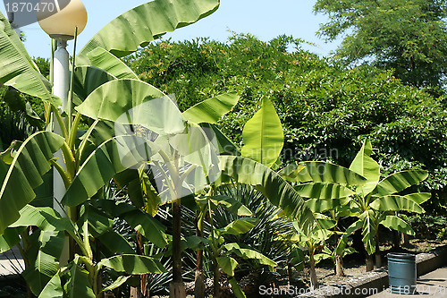 Image of green plants