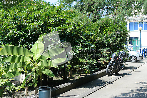 Image of green plants