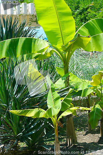 Image of green plants