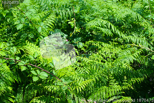Image of green plants