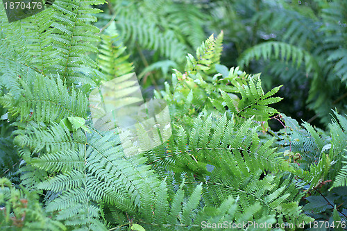 Image of green plants