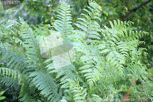 Image of green plants