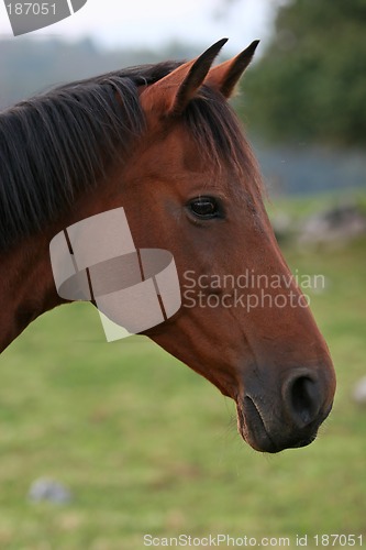 Image of horse portrait