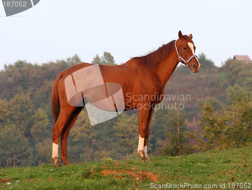 Image of horse