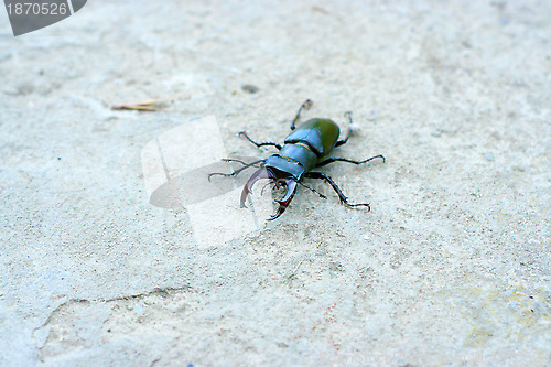 Image of large bug