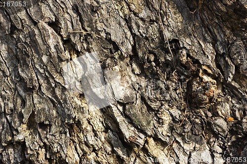 Image of Tree skin texture