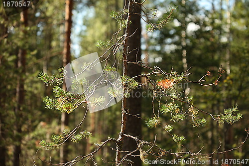 Image of pine needles