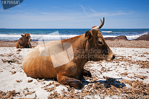 Image of Ostriconi beach