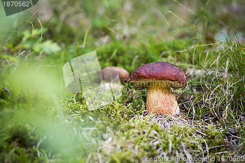 Image of Mushrooms