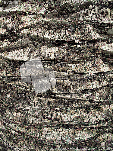 Image of Palm tree trunk close up