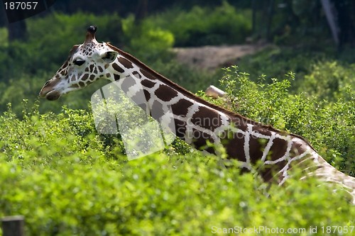 Image of Giraffe