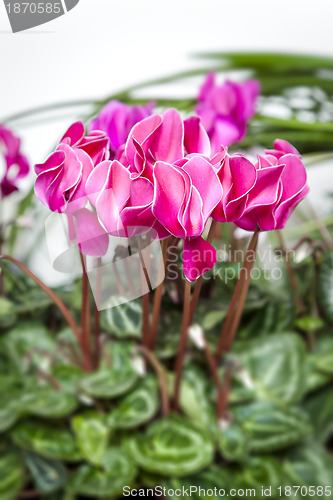 Image of cyclamen pink