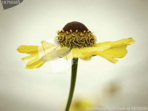 Image of yellow autumn flower