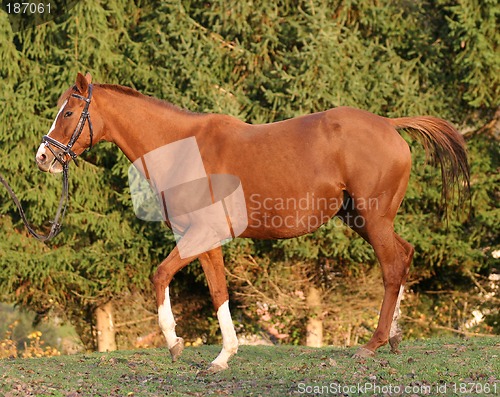 Image of race track horse