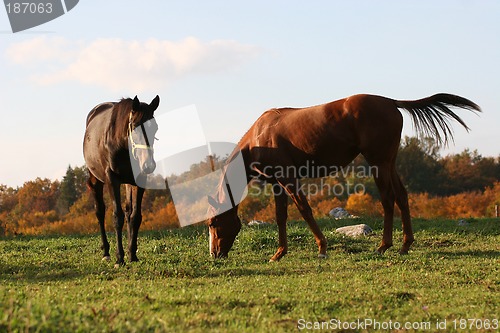 Image of horses