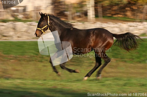 Image of young racing stallion