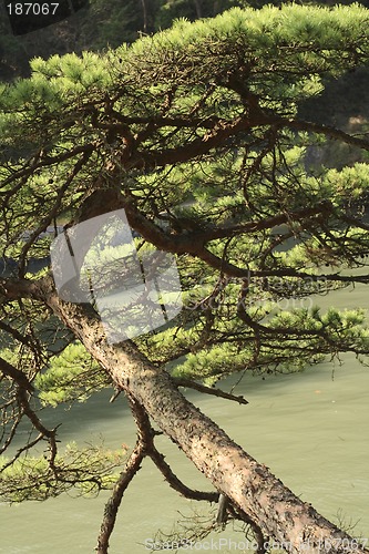 Image of Pine branch