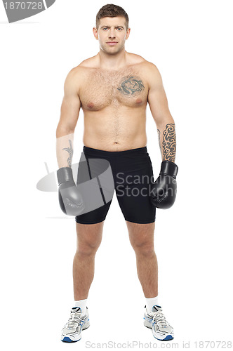 Image of Full length picture of young muscular boxer