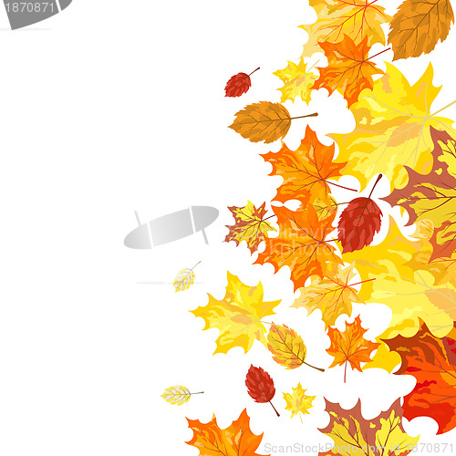 Image of Autumn maple leaves