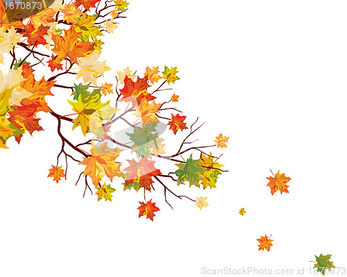 Image of Autumn maple leaves