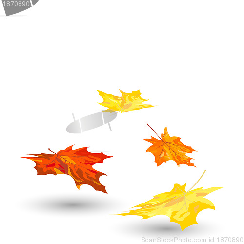 Image of Autumn maple leaves