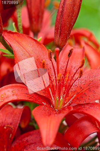 Image of red lilly flowers 