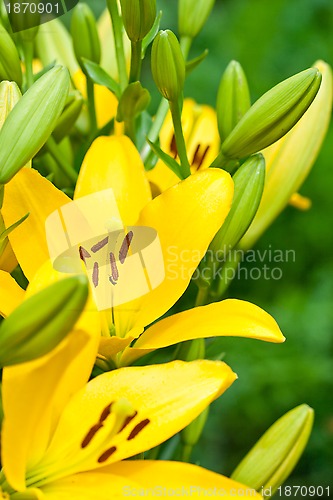 Image of yellow lily flowers 