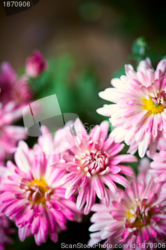 Image of pink flowers 