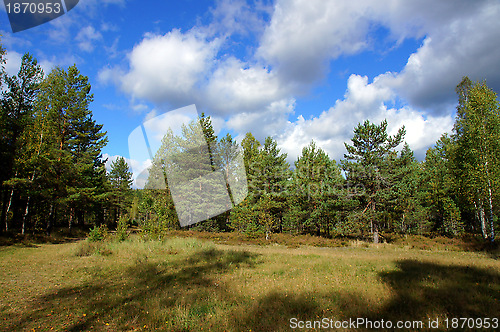 Image of Forest and sky