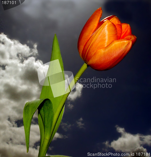 Image of Beautiful Tulip