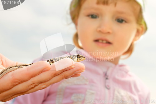 Image of Little girl watching at the lizard