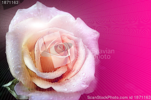 Image of flower rose