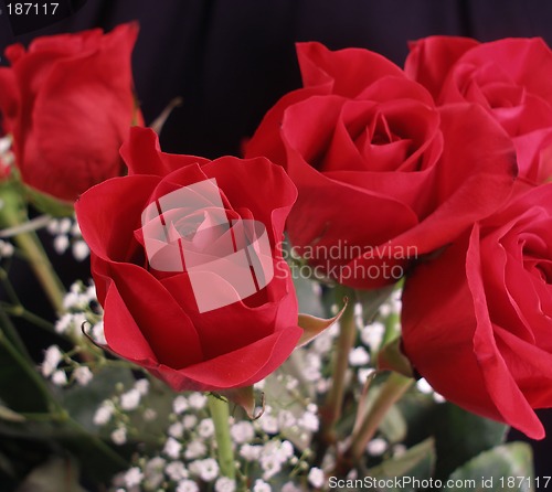 Image of Bouquet of Roses