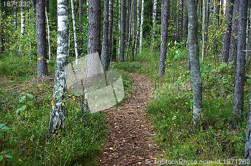 Image of Path in the forest 