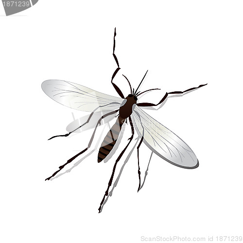 Image of Mosquito