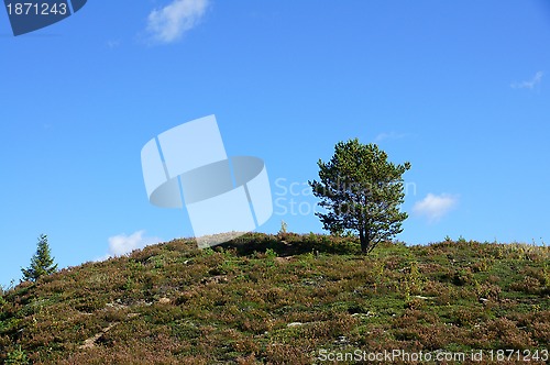 Image of Tree and the sky