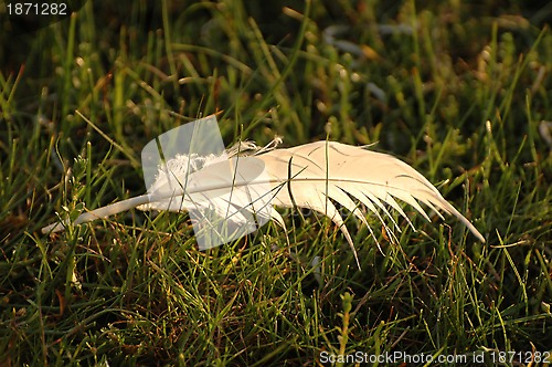 Image of White feather on grass