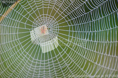 Image of spider net