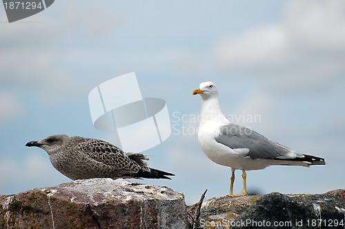 Image of seagull 