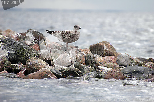 Image of seagull 