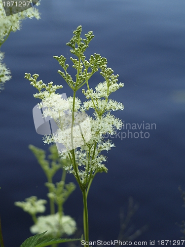 Image of cows parsley