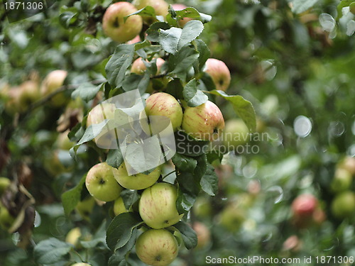 Image of apple tree