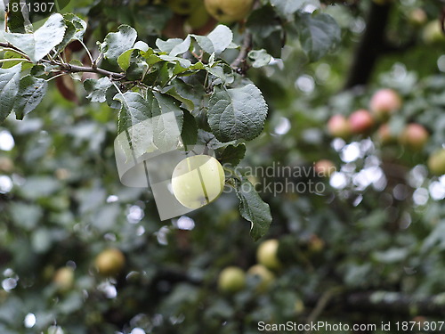 Image of apple tree