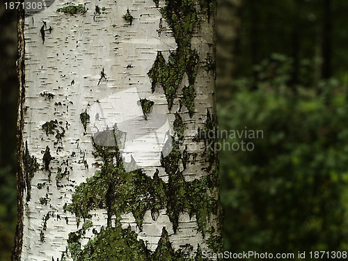 Image of birch trunk