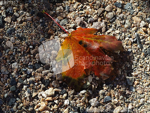 Image of Ochre leaf on stones