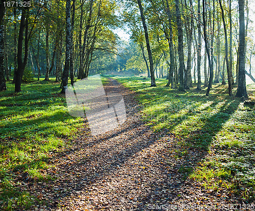 Image of Illuminated by sunshine alley in autumn Park