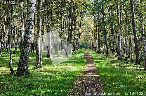 Image of The deserted avenue shined by solar beams in autumn park