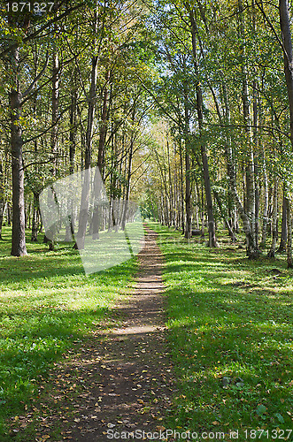 Image of The deserted avenue shined by solar beams in autumn park