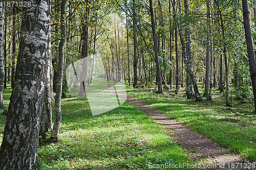 Image of The deserted avenue shined by solar beams in autumn park