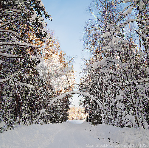 Image of Snow covered path during winter wood
